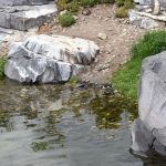 Humboldtpinguin Humboldtpinguin springt in water